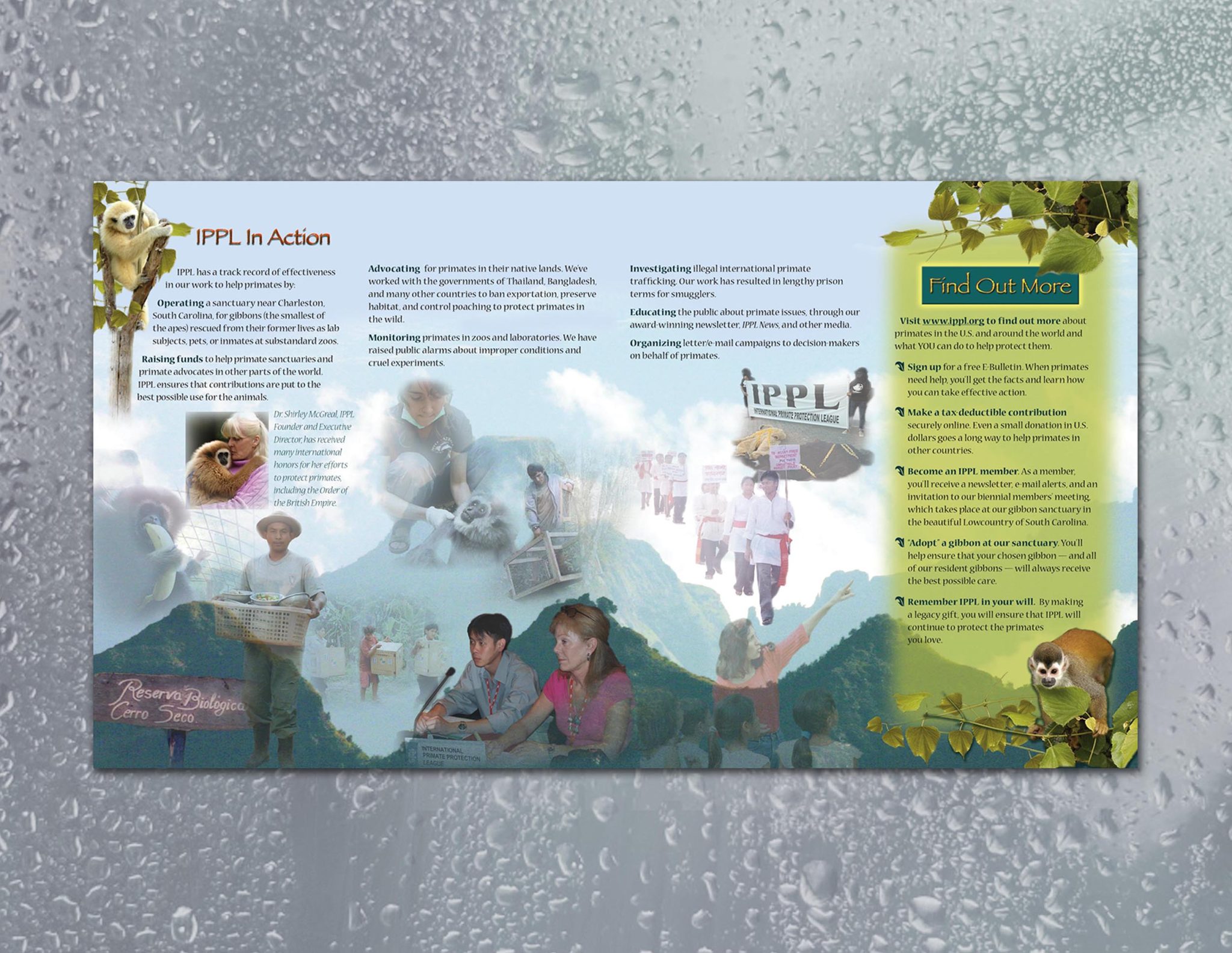 IPPL | Gatefold Brochure